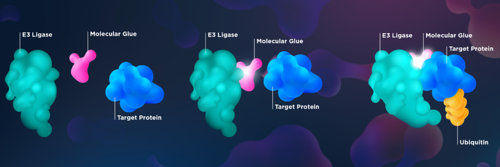 pink molecular glue binds a blue target protein to a green E3 ligase enzyme, which attaches a chain of yellow ubiquitin tags